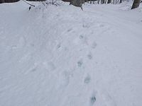 impronte di lupo sulla neve