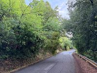 Un albero pericolante