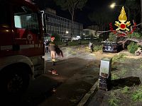 L'albero crollato in strada a Grosseto