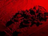 Il brulicare di tartarughine neonate