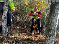 Le ricerche nei boschi col cane molecolare del soccorso alpino