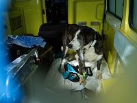 Uno degli interventi di soccorso della Lav