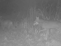 I lupi ripresi dalle fototrappole a ridosso dell'abitato