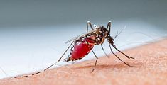 Febbre Dengue, in Toscana quattro casi in pochi giorni