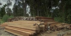 L'Unione vende legname