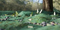 Studenti contadini curano le olive e fanno l'olio 