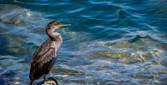Allarme cormorani in laguna, mangiano troppi pesci