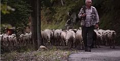 Documentario sulla pecora bianca della Garfagnana 