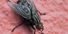 La mosca che ronzò per 17 milioni di anni