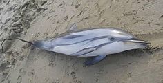 Delfino morto spiaggiato ad Antignano