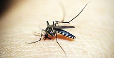 L'animale più letale del pianeta è la zanzara