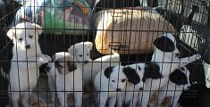 Otto cuccioli salvati dal freddo 