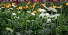 Il mercato dei fiori di Pescia si rilancia on-line