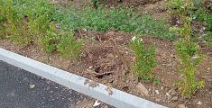 Rubano piante dal marciapiede dei carabinieri