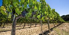 “Dall’Oms un attacco a 600 imprese vitivinicole”