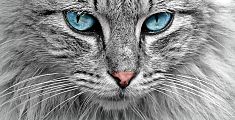 Occhi di gatto, in mostra 1000 modi di dire 