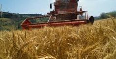 L'agricoltura toscana cresce, giro d'affari da 3,6 miliardi