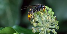 Allarme vespa velutina, api in pericolo fra Toscana e Liguria