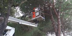 Lavori per la sicurezza degli alberi nei parchi pubblici