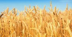 Annata agraria, giù la produzione di riso e grano tenero