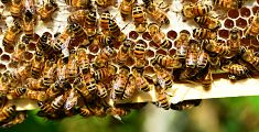 Scuola di apicoltura nei giardini pubblici