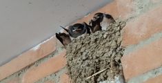 Bastonate ai nidi di rondine, morti gli uccellini