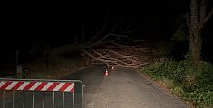 Albero crolla a terra, strada chiusa