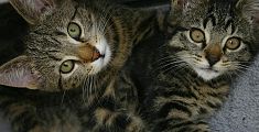 Troy e Tiger, gatti ereditieri