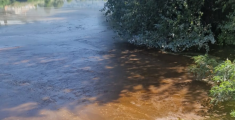 Un'alga tinge di marrone le acque dell'Arno