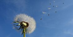 Allergie, in Toscana pollini già in agguato
