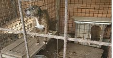 Cani abbandonati nel box, intervento per salvarli