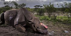 Il rinoceronte privato del corno vince il WPY 2017