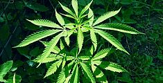 ​In casa una serra per coltivare la marijuana