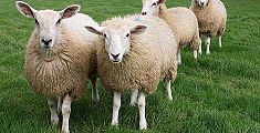 In Toscana le pecore indossano collari intelligenti