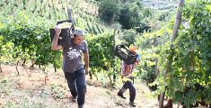 In Toscana boom di imprenditori agricoli stranieri