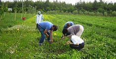 Aumentano i giovani impiegati in agricoltura