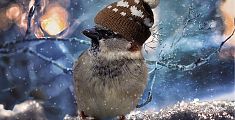 Contro il freddo in aiuto degli uccellini