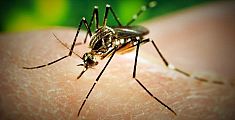 Contro le zanzare trattamenti antivirali ogni mese