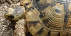 Rimpatriate 19 tartarughe arrivate dalla Tunisia