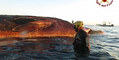Balena morta di 15 metri spiaggiata a Livorno