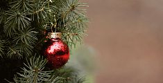 Qual è l'Albero di Natale più bello della Valdera?