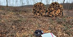 Taglia bosco senza permesso e fa strage di alberi 