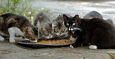 Attivato un punto di raccolta di cibo per gatti