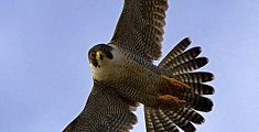 Il verso del falco per allontanare gli storni