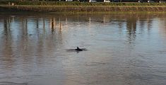 Il delfino ancora in Arno nonostante la piena