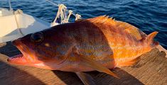 ​Un pesce da record abbocca sulla costa toscana