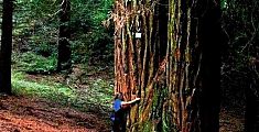 Sequoia toscana finalista per il titolo di Albero dell'Anno