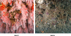L'immagine della colonia corallina nel 2017 e nel 2023