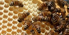 Città a misura di api contro il clima pazzo