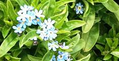La cura delle piante da mezz'ombra: prevenzione e difesa delle fioriture delicate in giardino 